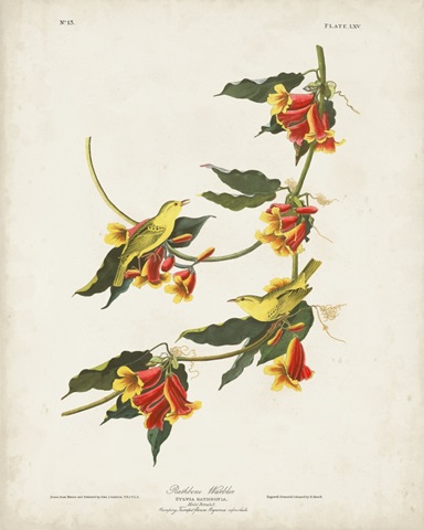 Pl 65 Rathbone Warbler