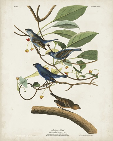 Pl 74 Indigo Bird