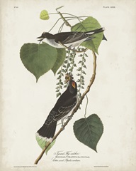 Pl 79 Tyrant Flycatcher