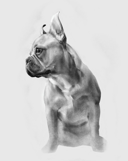 Pug Portrait II
