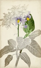 Silvery Botanicals IX