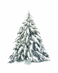 Blue Spruce I