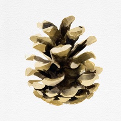 Conifer Cone II