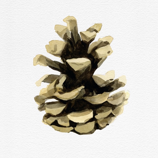 Conifer Cone III