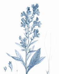 Antique Botanical in Blue III