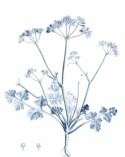 Antique Botanical in Blue IV