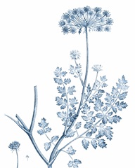 Antique Botanical in Blue V