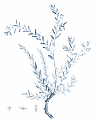 Antique Botanical in Blue VII