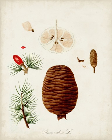 Antique Tree Study VII