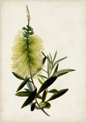 Bottle Brush Flower IV