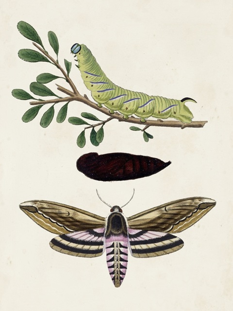Caterpillar and Moth I