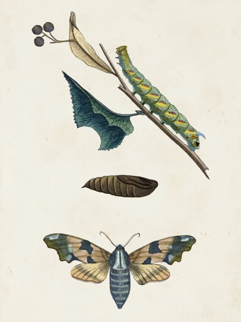 Caterpillar and Moth II