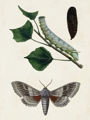 Caterpillar and Moth III