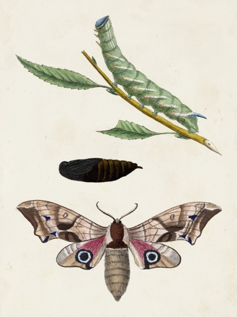 Caterpillar and Moth IV
