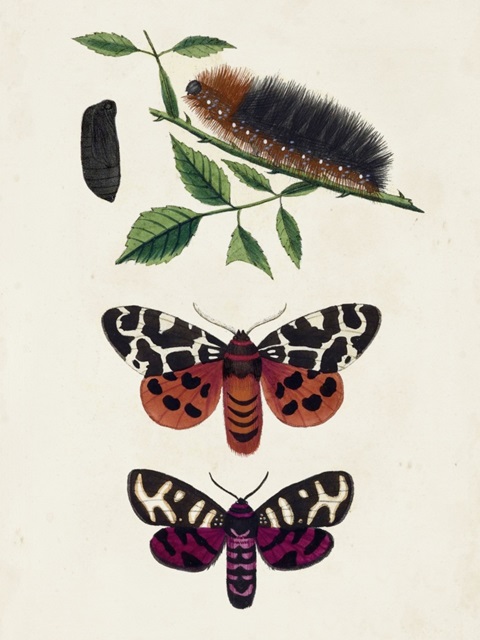Caterpillar and Moth V