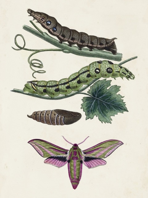 Caterpillar and Moth VI