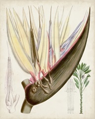 Delicate Tropicals II