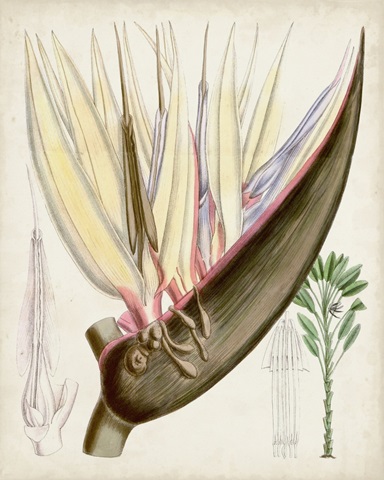 Delicate Tropicals II