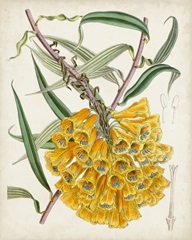 Delicate Tropicals VI