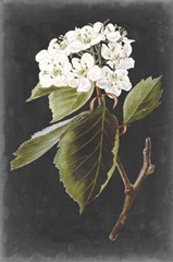 Dramatic White Flowers I