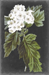 Dramatic White Flowers IV