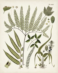 Fanciful Ferns III