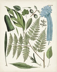 Fanciful Ferns IV