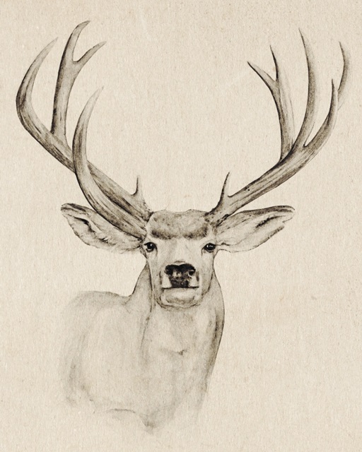 Natural Buck I