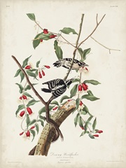 Pl. 112 Downy Woodpecker