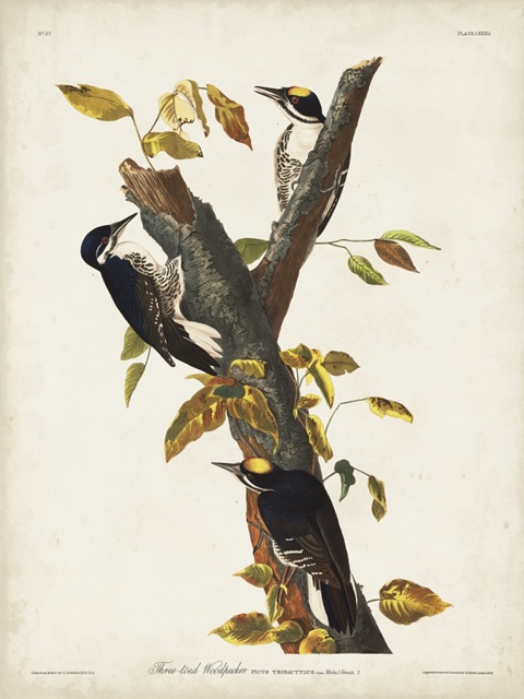 Pl. 132 Three-toed Woodpecker