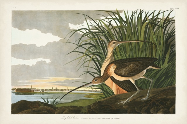 Pl. 231 Long-billed Curlew