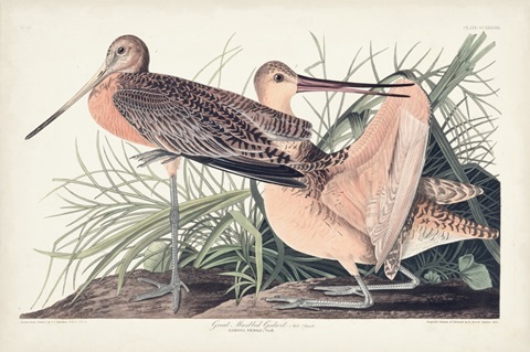 Pl. 238 Great Marbled Godwit