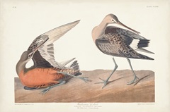 Pl. 258 Hudsonian Godwit