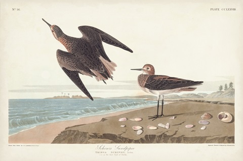 Pl. 278 Schins Sandpiper
