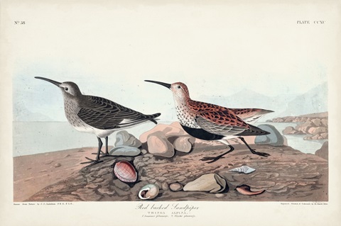 Pl. 290 Red-backed Sandpiper