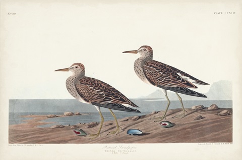 Pl. 294 Pectoral Sandpiper