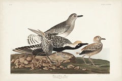 Pl. 334 Black-bellied Plover