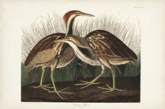 Pl. 337 American Bittern