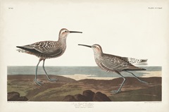 Pl. 344 Long-legged Sandpiper