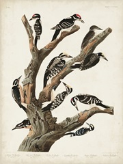 Pl. 417 Marias Woodpecker