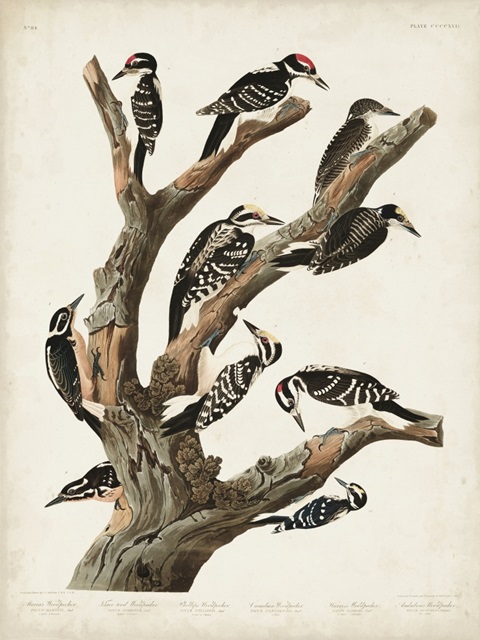Pl. 417 Marias Woodpecker