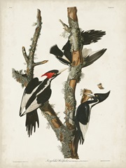 Pl. 66 Ivory-billed Woodpecker