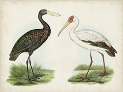 Antique Waterbirds I