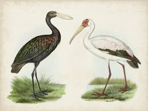 Antique Waterbirds I
