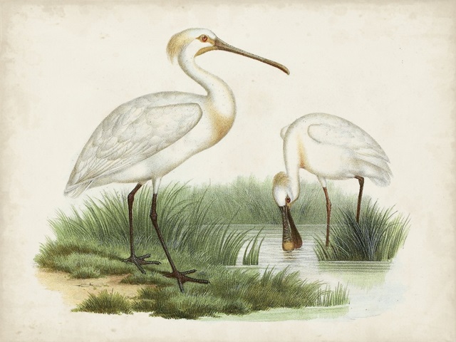 Antique Waterbirds III