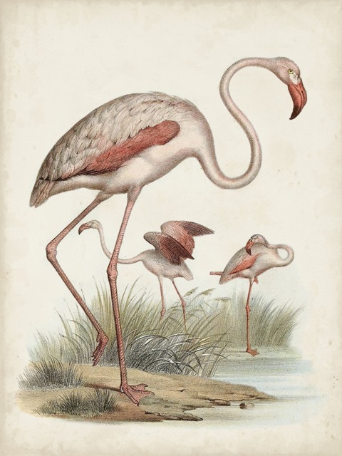 Antique Waterbirds IV