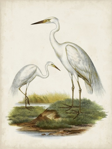 Antique Waterbirds V