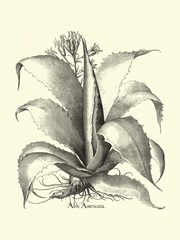 BandW Besler Aloe Americana