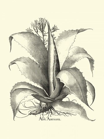 BandW Besler Aloe Americana