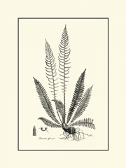 BandW Fern I